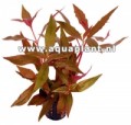 Alternanthera Cardinalis