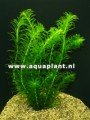 Egeria Densa Bunch