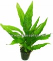 Java Fern