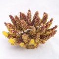 Classica Acropora Med Yellow