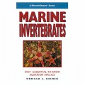 POCKET EXPERT MARINE INVERTEBRATES