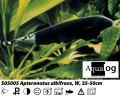 BLACK GHOST KNIFE FISH