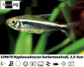 BLACK NEON TETRA     BUY 6 FOR 15.00