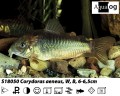 BRONZE CORYDORAS      BUY 3  FOR 9.75