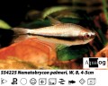 EMPEROR TETRA             BUY 5 FOR 20.00