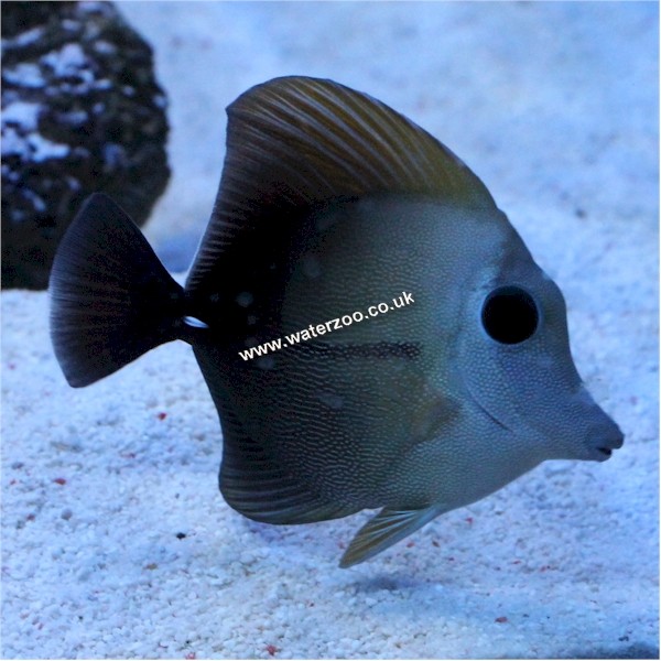 Scopas Tang | The WaterZoo | Tropical fish | marine fish & aquariums