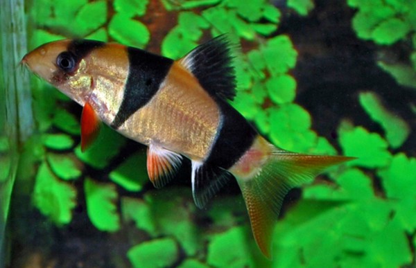 Clown Loach | The WaterZoo | Tropical fish | marine fish & aquariums