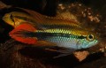 APISTOGRAMMA AGASSIZII DOUBLE RED PAIR