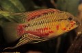 APISTOGRAMMA HONGSLOI PAIR
