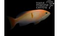 BLEEDING HEART ANTHIAS
