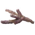 CARIBSEA LIFE ROCK BELIZE BRANCH BOX 9KG (20LB)