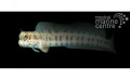 FLYMO BLENNY