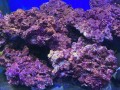 REAL REEF ROCK PREMIUM 16.99 PER KG