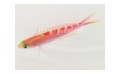 SADDLEBACK ANTHIAS