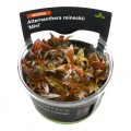 Aquarium Plant Care