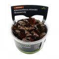 STOFFELS ALTERNANTHERA REINECKII ROSANERVIG