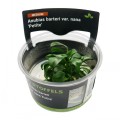 STOFFELS ANUBIAS BARTERI PETITE