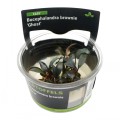 STOFFELS BUCEPHALANDRA BROWNIE GHOST