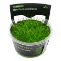 STOFFELS ELEOCHARIS ACICULARUS