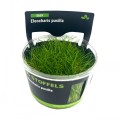 STOFFELS ELEOCHARIS PUSILLA