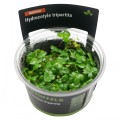 STOFFELS HYDROCOTYLE TRIPARTITA