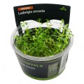 STOFFELS LUDWIGIA ARCUATA