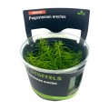 STOFFELS POGOSTEMON ERECTUS