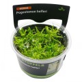 STOFFELS POGOSTEMON HELFERI