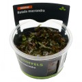 STOFFELS ROTALA MACRANDRA