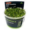 STOFFELS ROTALA ROTUNDIFOLIA HRA