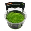 STOFFELS UTRICULARIA GRAMINIFOLIA