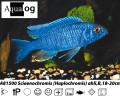 SCIAENOCHROMIS FRYERI SNOW WHITE