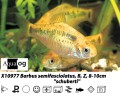 GOLDEN BARB
