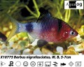 RUBY BARB          BUY 5 FOR 22.50