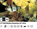 TIGER BARB              BUY 6 FOR 12.95