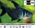 BLACK PHANTOM          TETRA