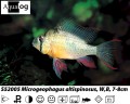BOLIVIAN RAM