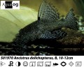 BRISTLENOSE