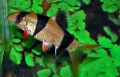 CLOWN LOACH