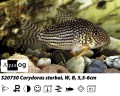 CORYDORAS STERBAI