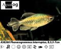 CONGO TETRA       BUY 5 FOR 30.00