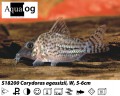 CORYDORAS AGASSIZI