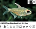 DIAMOND TETRA
