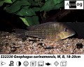 GEOPHAGUS SURINAMENSIS