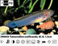 PEACOCK GOBY