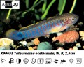 PEACOCK GOBY        BUY 2 FOR 25.00