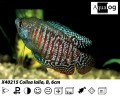 MALE DWARF           GOURAMI