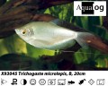 MOONLIGHT GOURAMI