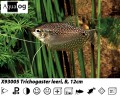 PEARL GOURAMI