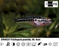 SPARKLING GOURAMI BUY 3 FOR 10.00